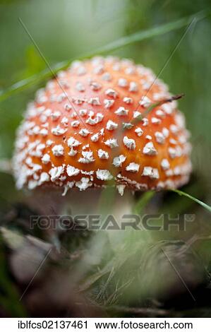 Fly agaric (Amanita muscaria) View Large Photo Image Stock Image - Fly agaric (Amanita muscaria). Fotosearch