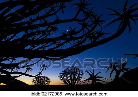 Forest of Quiver trees or Kokerbooms (Aloe dichotoma), at sunset, Kenhard, Northern Cape, South Africa, Africa View Large Photo Image Stock Photography - Forest of Quiver trees or Kokerbooms (Aloe dichotoma), at sunset, Kenhard, Northern Cape, South Africa, Africa. Fotosearch