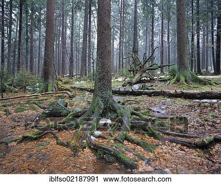 Forest with Norway spruce trees (Picea abies) and dead wood, remnants of snow, Bavarian Forest National Park, Bavaria, Germany, Europe View Large Photo Image Stock Image - Forest with Norway spruce trees (Picea abies) and dead wood, remnants of snow, Bavarian Forest National Park, Bavaria, Germany, Europe. Fotosearch