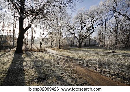 Stock Photograph - Friedenspark, with frost-covered trees, Koethen, Saxony-Anhalt, Germany, Europe. Fotosearch