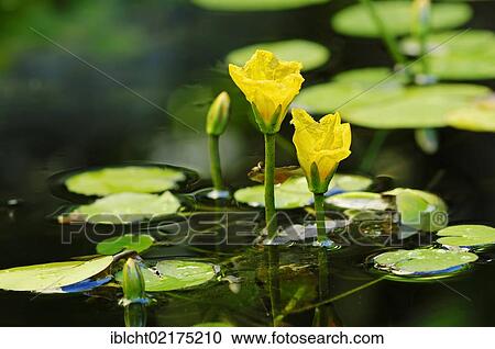 Fringed water-lily, Yellow floating-heart, Water fringe (Nymphoides peltata), Lower Saxony, Germany, Europe View Large Photo Image Stock Image - Fringed water-lily, Yellow floating-heart, Water fringe (Nymphoides peltata), Lower Saxony, Germany, Europe. Fotosearch