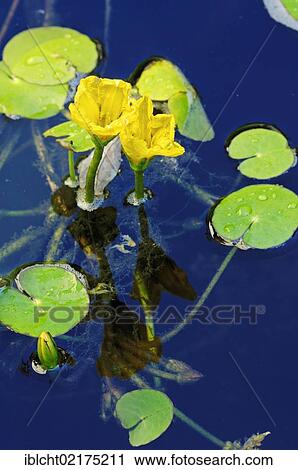 Stock Image - Fringed water-lily, Yellow floating-heart, Water fringe (Nymphoides peltata), Lower Saxony, Germany, Europe. Fotosearch