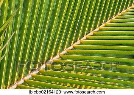 Stock Image - Frond of a Nipa or Attap Palm (Nypa fruticans), mangrove palm, Caya Coco, North Coast, Cuba, Greater Antilles, Caribbean, Central America, America, North America. Fotosearch