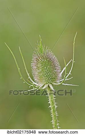 Fuller's teasel and Wild teasel (Dipsacus sylvestris, Dipsacus new year, Dipsacus fullonum), flowering, North Rhine-Westphalia, Germany, Europe View Large Photo Image Stock Photo - Fuller's teasel and Wild teasel (Dipsacus sylvestris, Dipsacus new year, Dipsacus fullonum), flowering, North Rhine-Westphalia, Germany, Europe. Fotosearch
