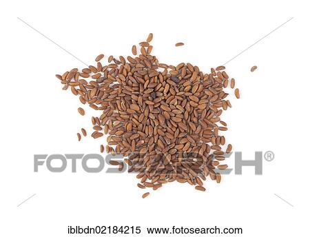 Garden cress (Lepidium sativum) seeds View Large Photo Image Stock Photography - Garden cress (Lepidium sativum) seeds. Fotosearch