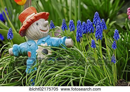 Stock Photography - Garden figure and Grape hyacinths (Muscari sp. ), Bergkamen, North Rhine-Westphalia, Germany, Europe. Fotosearch