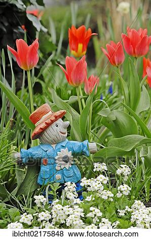 Garden figure and Tulips (Tulipa spec. ), Bergkamen, North Rhine-Westphalia, Germany, Europe View Large Photo Image Stock Photo - Garden figure and Tulips (Tulipa spec. ), Bergkamen, North Rhine-Westphalia, Germany, Europe. Fotosearch
