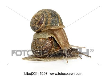 Garden snails (Helix aspersa), one on top of another View Large Photo Image Stock Photo - Garden snails (Helix aspersa), one on top of another. Fotosearch