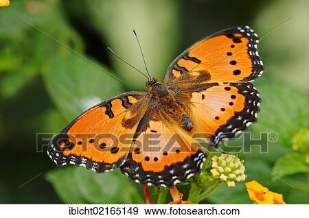 Gaudy Commodore (Precis octavia), South American species, captive, North Rhine-Westphalia, Germany, Europe View Large Photo Image Stock Photo - Gaudy Commodore (Precis octavia), South American species, captive, North Rhine-Westphalia, Germany, Europe. Fotosearch