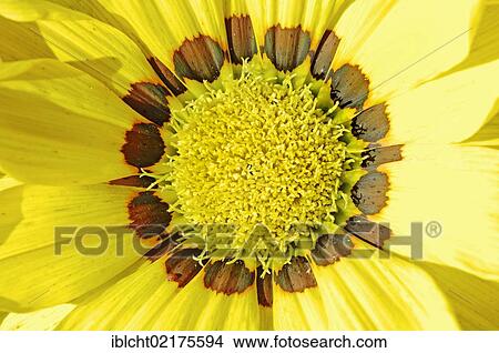 Picture - Gazania (Gazania hybrid), flower detail. Fotosearch