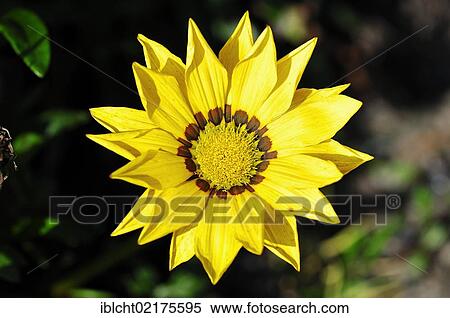 Stock Photography - Gazania (Gazania hybrid), flowering. Fotosearch