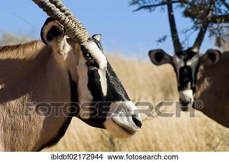 Gemsbok or Gemsbuck (Oryx gazella), Kgalagadi Transfrontier Park, Kalahari Desert, Northern Cape, South Africa, Africa View Large Photo Image Picture - Gemsbok or Gemsbuck (Oryx gazella), Kgalagadi Transfrontier Park, Kalahari Desert, Northern Cape, South Africa, Africa. Fotosearch