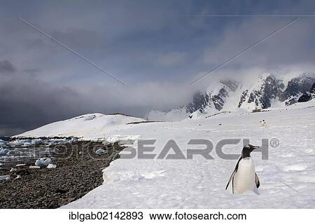 Gentoo Penguin (Pygoscelis papua) in deep snow, Cuverville Island, Antarctic Peninsula View Large Photo Image Stock Image - Gentoo Penguin (Pygoscelis papua) in deep snow, Cuverville Island, Antarctic Peninsula. Fotosearch