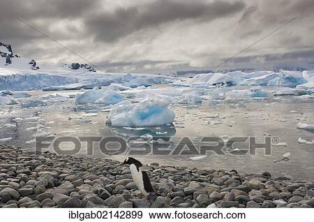 Stock Photo - Gentoo Penguin (Pygoscelis papua) on the beach, Cuverville Island, Antarctic Peninsula. Fotosearch