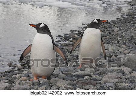 Stock Image - Gentoo Penguins (Pygoscelis papua) on the beach, Cuverville Island, Antarctic Peninsula. Fotosearch