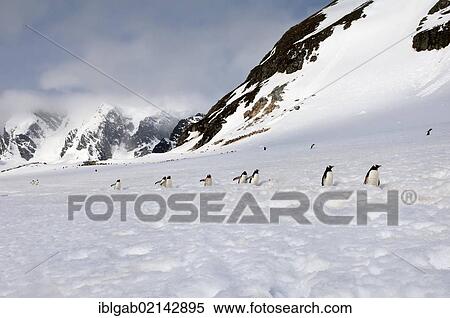 Gentoo Penguins (Pygoscelis papua) walking in deep snow, Cuverville Island, Antarctic Peninsula View Large Photo Image Stock Photography - Gentoo Penguins (Pygoscelis papua) walking in deep snow, Cuverville Island, Antarctic Peninsula. Fotosearch