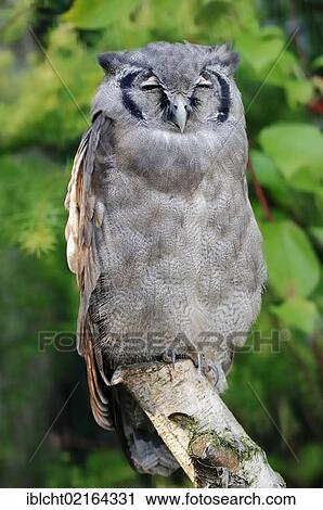 Stock Image - Giant Eagle Owl, Verraux's Eagle Owl (Bubo lacteus), African species, captive, North Rhine-Westphalia, Germany, Europe. Fotosearch