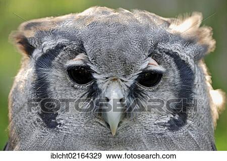 Giant Eagle Owl, Verraux's Eagle Owl (Bubo lacteus), portrait, African species, captive, North Rhine-Westphalia, Germany, Europe View Large Photo Image Stock Photo - Giant Eagle Owl, Verraux's Eagle Owl (Bubo lacteus), portrait, African species, captive, North Rhine-Westphalia, Germany, Europe. Fotosearch