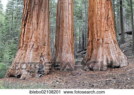 Stock Image - Giant sequoia or Sierra redwood (Sequoiadendron giganteum) in Mariposa Grove, Yosemite National Park, California, USA, North America. Fotosearch