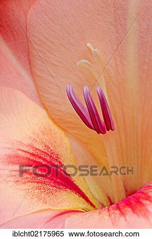 Gladiolus (Gladiolus hortulanus), flower detail View Large Photo Image Stock Photography - Gladiolus (Gladiolus hortulanus), flower detail. Fotosearch
