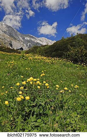 Stock Photography - Globe-flower (Trollius europaeus), Berchtesgaden National Park, Bavaria, Germany, Europe. Fotosearch