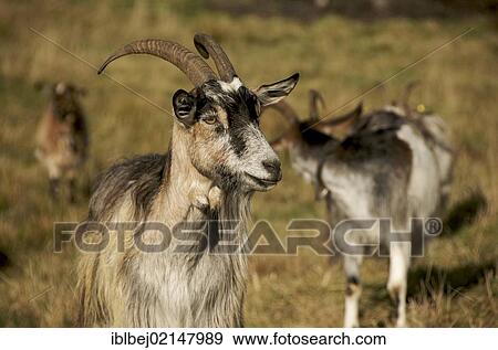 Goats, Auvergne, France, Europe View Large Photo Image Stock Photo - Goats, Auvergne, France, Europe. Fotosearch