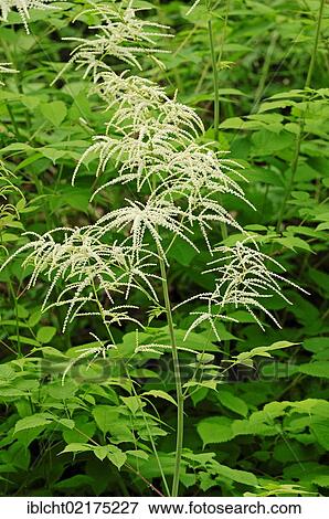 Stock Photo - Goat's beard or Bride's feathers (Aruncus dioicus, Aruncus sylvestris, Aruncus sylvester, Aruncus vulgaris), Bavaria, Germany, Europe. Fotosearch