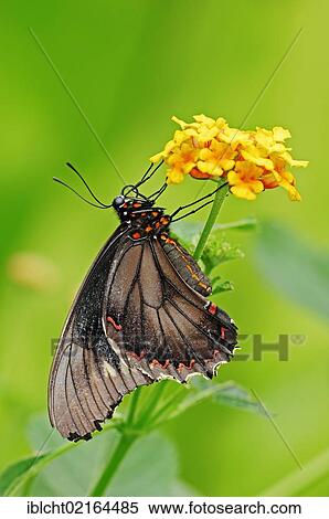 Gold Rim Swallowtail or Polydamas Swallowtail (Battus polydamas), South American species, captive, North Rhine-Westphalia, Germany, Europe View Large Photo Image Stock Photography - Gold Rim Swallowtail or Polydamas Swallowtail (Battus polydamas), South American species, captive, North Rhine-Westphalia, Germany, Europe. Fotosearch