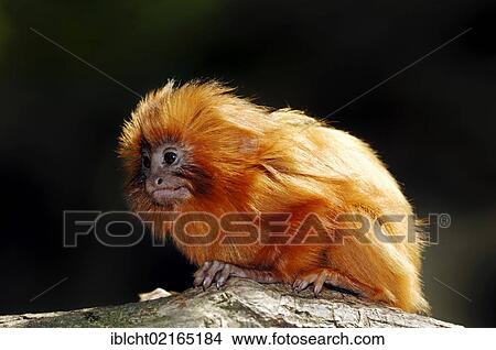 Golden Lion Tamarin or Golden Marmoset (Leontopithecus rosalia), juvenile, South American species, captive, North Rhine-Westphalia, Germany, Europe View Large Photo Image Picture - Golden Lion Tamarin or Golden Marmoset (Leontopithecus rosalia), juvenile, South American species, captive, North Rhine-Westphalia, Germany, Europe. Fotosearch