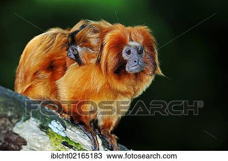 Stock Image - Golden Lion Tamarin or Golden Marmoset (Leontopithecus rosalia), female with young on her back, South American species, captive, North Rhine-Westphalia, Germany, Europe. Fotosearch