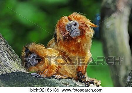 Golden Lion Tamarin or Golden Marmoset (Leontopithecus rosalia), female with young, South American species, captive, North Rhine-Westphalia, Germany, Europe View Large Photo Image Stock Photography - Golden Lion Tamarin or Golden Marmoset (Leontopithecus rosalia), female with young, South American species, captive, North Rhine-Westphalia, Germany, Europe. Fotosearch
