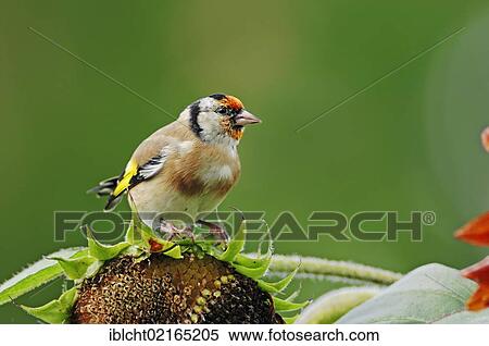 Stock Photography - Goldfinch (Carduelis Carduelis) on a sunflower, North Rhine-Westphalia, Germany, Europe. Fotosearch