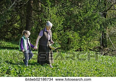 Grandmother and granddaughter picking Ramsons or Wild Garlic (Allium ursinum) View Large Photo Image Picture - Grandmother and granddaughter picking Ramsons or Wild Garlic (Allium ursinum). Fotosearch