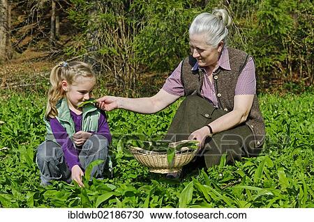 Grandmother and granddaughter picking Ramsons or Wild Garlic (Allium ursinum) View Large Photo Image Stock Image - Grandmother and granddaughter picking Ramsons or Wild Garlic (Allium ursinum). Fotosearch