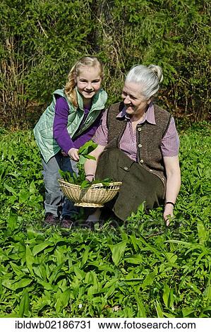 Grandmother and granddaughter picking Ramsons or Wild Garlic (Allium ursinum) View Large Photo Image Stock Image - Grandmother and granddaughter picking Ramsons or Wild Garlic (Allium ursinum). Fotosearch