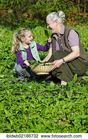 Grandmother and granddaughter picking Ramsons or Wild Garlic (Allium ursinum) View Large Photo Image Stock Image - Grandmother and granddaughter picking Ramsons or Wild Garlic (Allium ursinum). Fotosearch