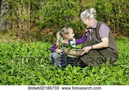 Grandmother and granddaughter picking Ramsons or Wild Garlic (Allium ursinum) View Large Photo Image Stock Image - Grandmother and granddaughter picking Ramsons or Wild Garlic (Allium ursinum). Fotosearch