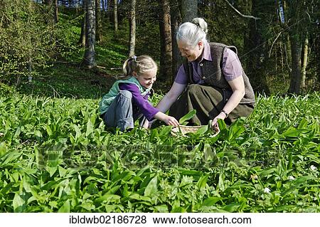 Grandmother and granddaughter picking Ramsons or Wild Garlic (Allium ursinum) View Large Photo Image Stock Photo - Grandmother and granddaughter picking Ramsons or Wild Garlic (Allium ursinum). Fotosearch