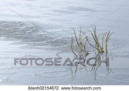 Stock Image - Grass in mud flat, Langeoog, Lower Saxony, Germany, Europe. Fotosearch