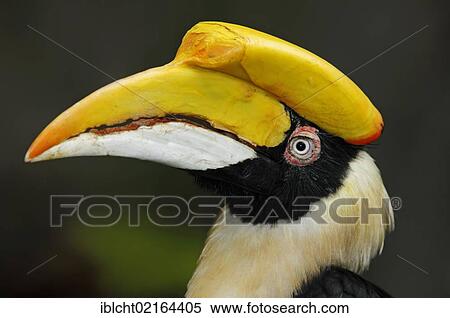Stock Photography - Great Indian Hornbill or Great Hornbill (Buceros bicornis), female, portrait, Asian species, captive, Czech Republic, Europe. Fotosearch