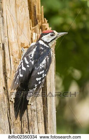 Picture - Great Spotted Woodpecker (Dendrocopos major), Limburg an der Lahn, Hesse, Germany, Europe. Fotosearch