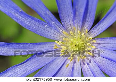 Stock Image - Grecian windflower (Anemone apennina, Anemone blanda), flower detail. Fotosearch