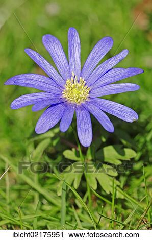 Grecian windflower (Anemone apennina, Anemone blanda) View Large Photo Image Stock Image - Grecian windflower (Anemone apennina, Anemone blanda). Fotosearch