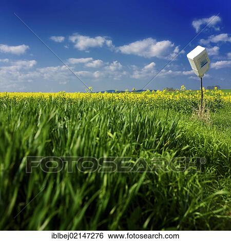 Green field, rapeseed field (Brassica napus) and a canister as scarecrow, under a blue sky, Auvergne, France, Europe View Large Photo Image Stock Photograph - Green field, rapeseed field (Brassica napus) and a canister as scarecrow, under a blue sky, Auvergne, France, Europe. Fotosearch