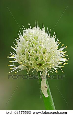 Stock Image - Green Onion (Allium fistulosum, Allium altaicum, Allium ceratophyllum, Cepa sissilis, Cepa ventricosa), flowering, North Rhine-Westphalia, Germany, Europe. Fotosearch