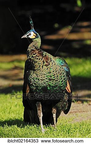 Stock Image - Green Peafowl (Pavo muticus), male, Asian species, captive, North Rhine-Westphalia, Germany, Europe. Fotosearch