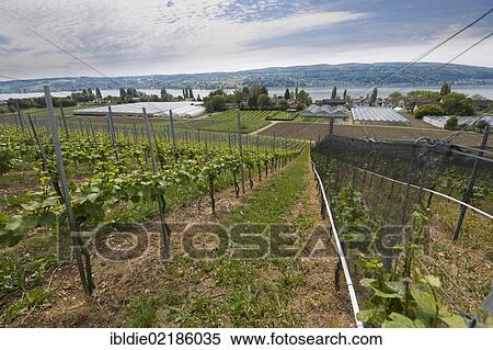 Greenhouses and vineyards, Reichenau Island, Lake Constance, Baden-Wuerttemberg, southern Germany, Germany, Europe View Large Photo Image Stock Photography - Greenhouses and vineyards, Reichenau Island, Lake Constance, Baden-Wuerttemberg, southern Germany, Germany, Europe. Fotosearch