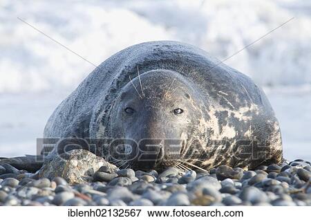 Stock Photo - Grey Seal (Halichoerus grypus), female, Heligoland, Schleswig-Holstein, Germany, Europe. Fotosearch
