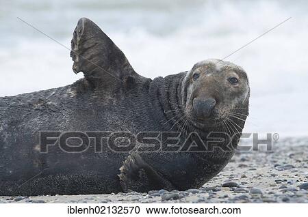 Grey Seal (Halichoerus grypus), male, Heligoland, Schleswig-Holstein, Germany, Europe View Large Photo Image Stock Image - Grey Seal (Halichoerus grypus), male, Heligoland, Schleswig-Holstein, Germany, Europe. Fotosearch