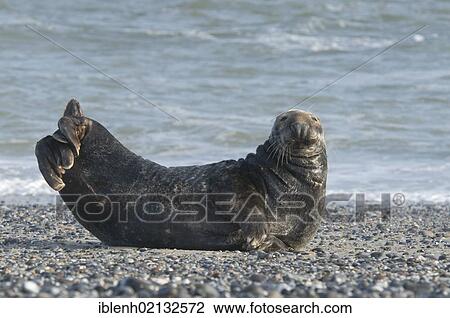 Grey Seal (Halichoerus grypus), male, Heligoland, Schleswig-Holstein, Germany, Europe View Large Photo Image Stock Image - Grey Seal (Halichoerus grypus), male, Heligoland, Schleswig-Holstein, Germany, Europe. Fotosearch